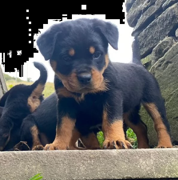 regalo cucciolo di rottweiler con un cappotto duro 