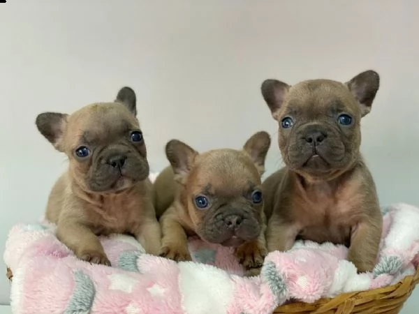 cuccioli di bulldog francese per l'adozione bellissimi cuccioli disponibili, carattere adorabile , s