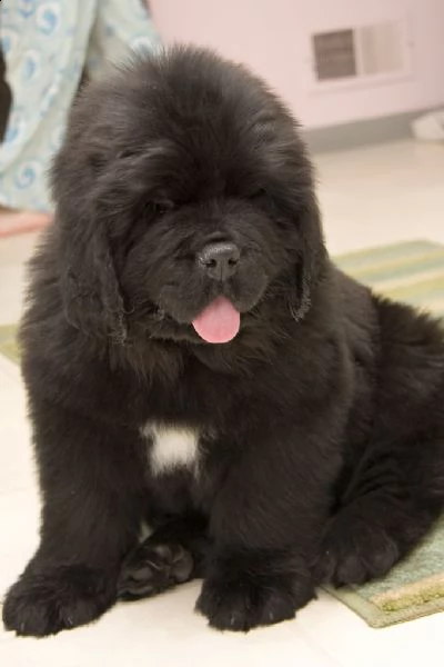 cuccioli terranova maschio e femmina | Foto 2