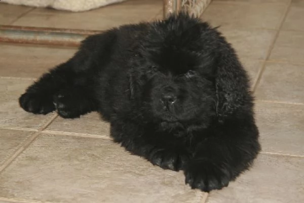 cuccioli terranova maschio e femmina