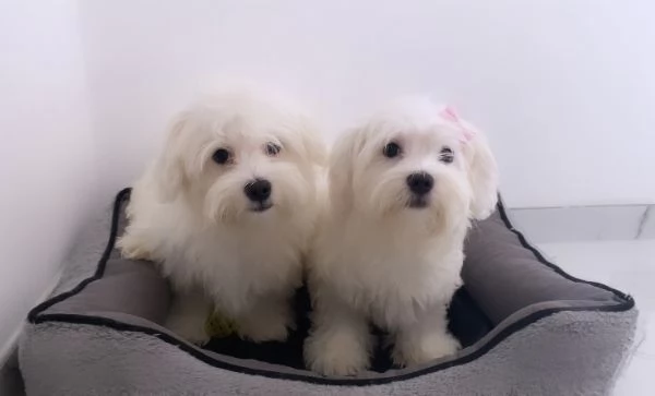 Cuccioli di maltese  | Foto 2