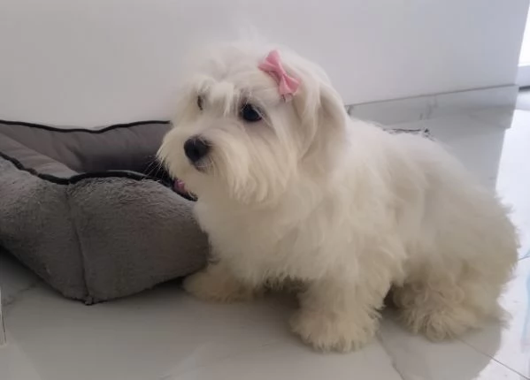 Cuccioli di maltese  | Foto 0