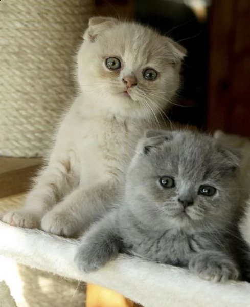 gattini scottish fold e straight