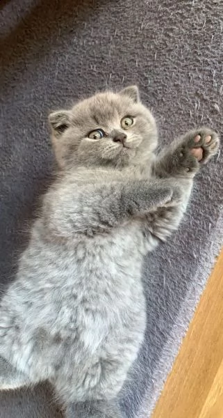 cuccioli british shorthair disponibili | Foto 0