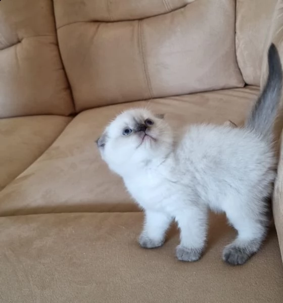 cuccioli british shorthair disponibili