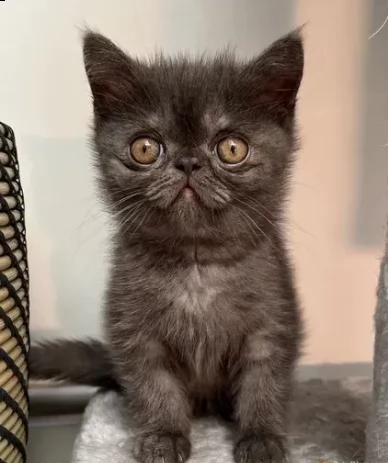 cuccioli di exotic shorthair,