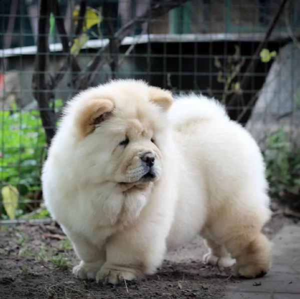 regalo bianchi cuccioli di chow chow cuccioli di chow chow bianchi / crema - molto belli! maschi e f