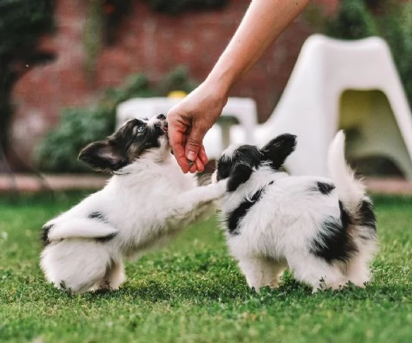 regalo cuccioli di papillon bellissimi cuccioli disponibili, carattere adorabile ,sono docili ed aff