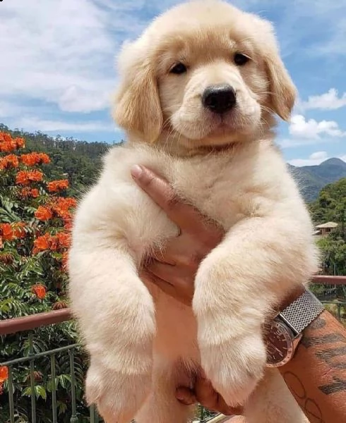 abbiamo bellissimi cuccioli di golden retriever che sono pronti per andare in case amorevoli con un 