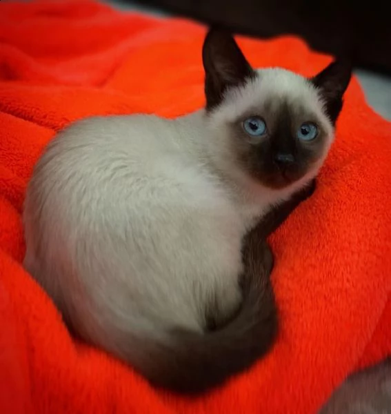 consegna gattini di siamese regalo con libretto sanitario,   microchip, vaccinato e sverminato.   i 