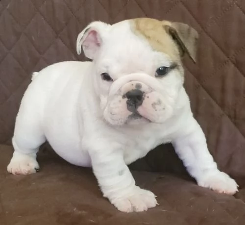 cuccioli inglese bulldog disponibili per adozione