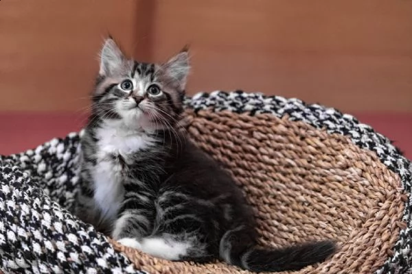 cuccioli di gatto siberiano ipoallergenici | Foto 0