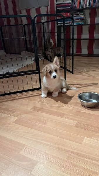 cuccioli welsh corgi pembroke