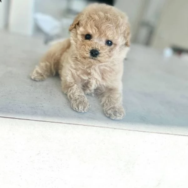  regalo abbiamo cuccioli di barboncino