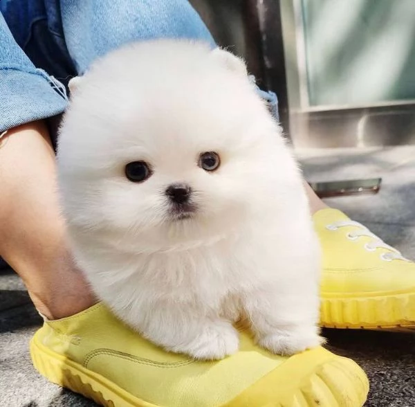  regalo volpino pomerania cuccioli