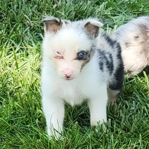 adorabili cuccioli  pastore australiano femminucce e maschietti disponibili 