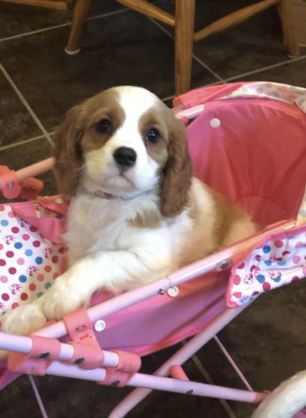 cuccioli di cavalier king  femminucce e maschietti disponibili per l'adozione gratuita