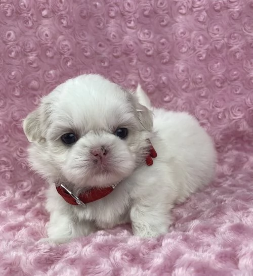 regalo cuccioli shih tzu .