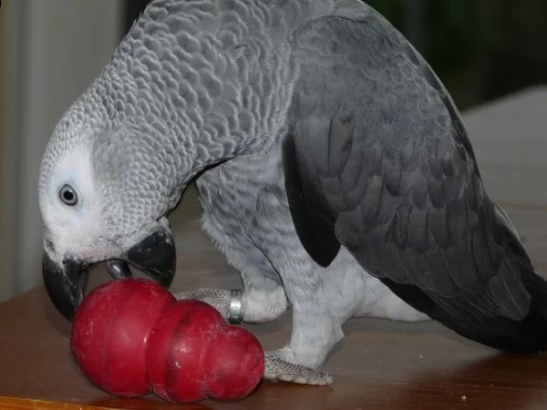 ara d'oro e pappagalli grigi africani disponibili ora | Foto 0