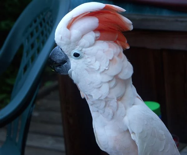 pappagalli cacatua disponibili ora | Foto 1