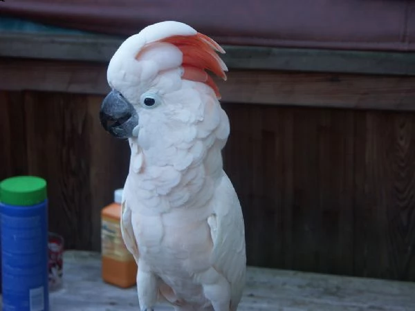 pappagalli cacatua disponibili ora