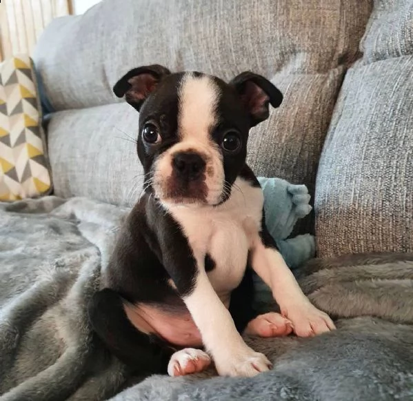  cuccioli di  boston terrier  femminucce e maschietti disponibili .