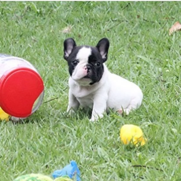 regalo cucciolo bulldog francese