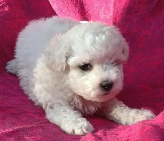 cucciolo di bichon frisè mini mini toy