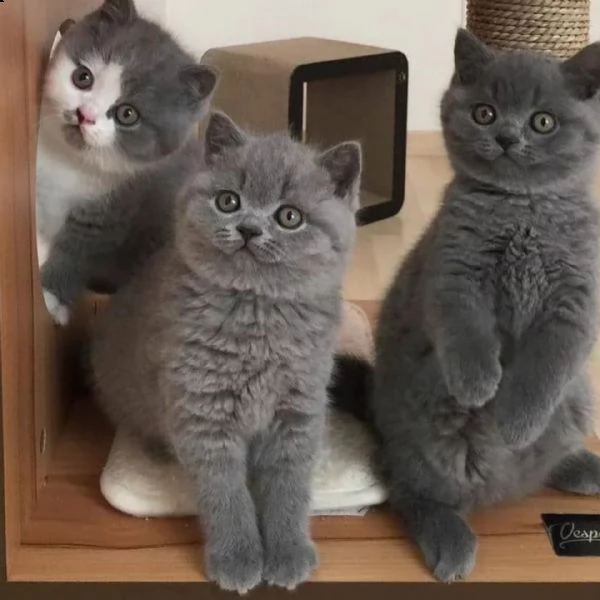  adorabili gattini british shorthair