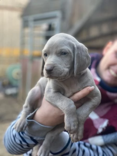 weimaraner cucciolo maschio