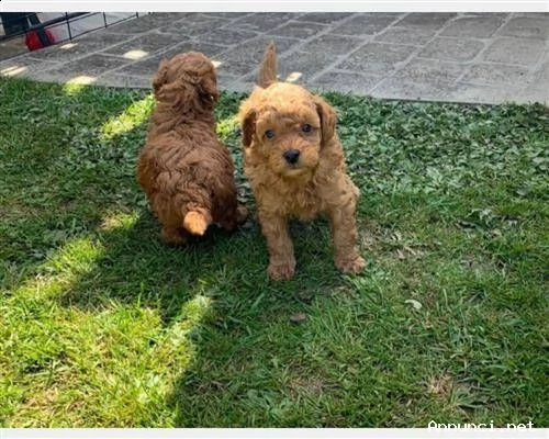 vendita cucciolo barboncini toy