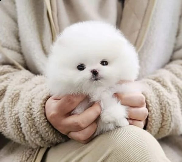  regalo cuccioli di volpino di pomerania..