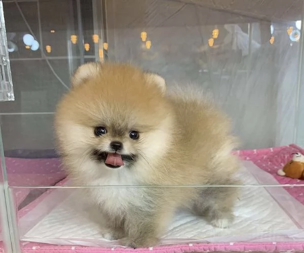  regalo volpino pomerania cuccioli