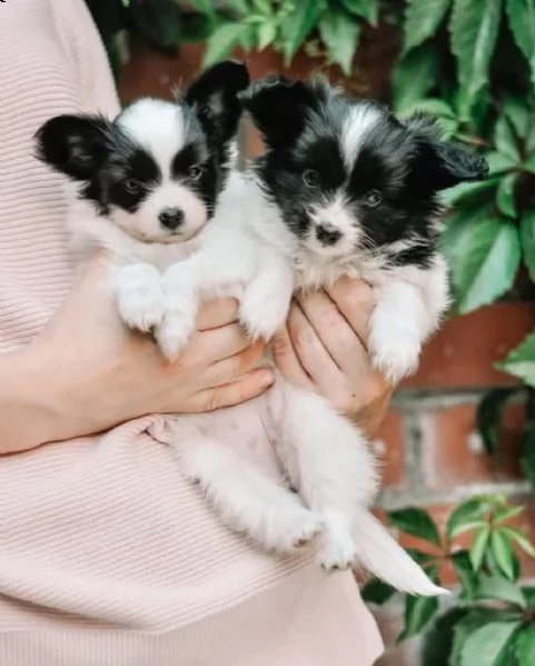 regalo cuccioli di papillon bellissimi cuccioli disponibili, carattere adorabile ,sono docili ed aff