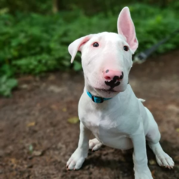 regalo cuccioli di razza bull terrier consegna con il libretto sanitario,  il michrochip, vaccinati 