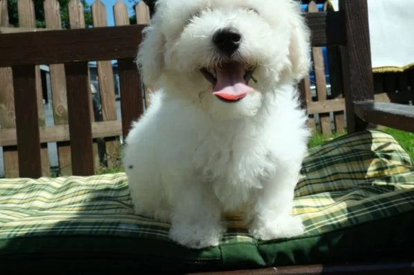 bichon frise affetuosi cuccioli | Foto 0