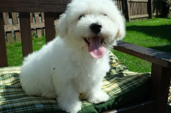 bichon frise affetuosi cuccioli