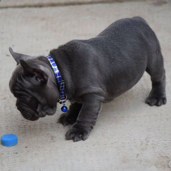 cucciolo di bulldog francese da regalare  | Foto 0