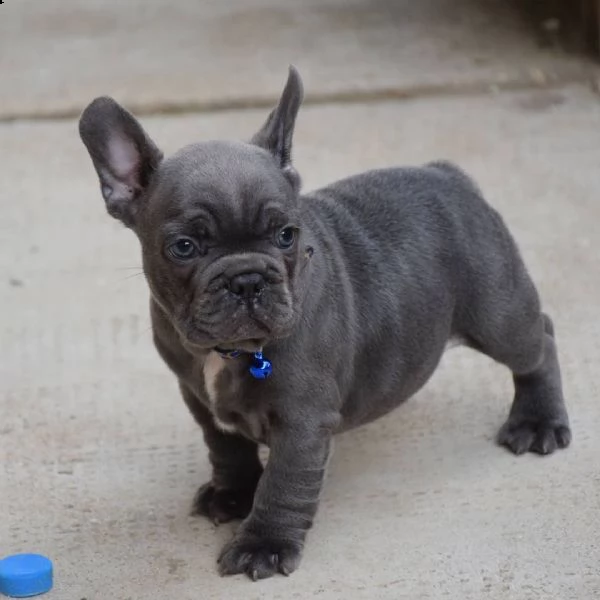 cucciolo di bulldog francese da regalare 