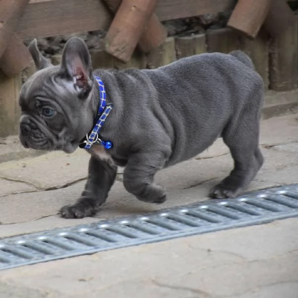 cucciolo di bulldog francese da regalare  | Foto 1