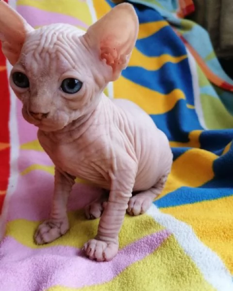 vendo bellissimo gatto sphynx