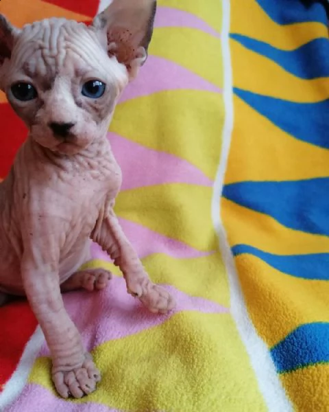 vendo bellissimo gatto sphynx | Foto 0