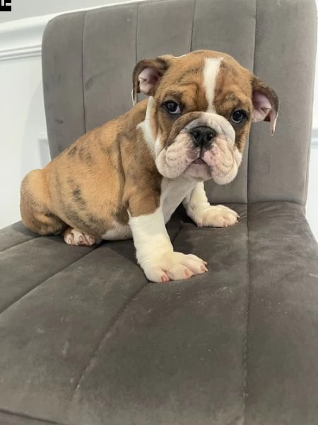 cuccioli inglese bulldog disponibili per adozione 