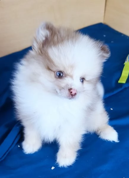 regalo pomerania cuccioli (maschio e femmina) 