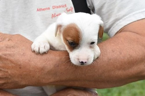  regalo jack russell cuccioli .