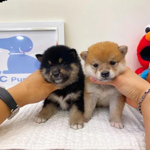 regalo due cuccioli di shiba inu per l'adozione 