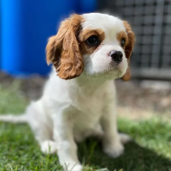  cuccioli di cavalier king  femminucce e maschietti per l'adozione gratuita i cuccioli sono vaccinat