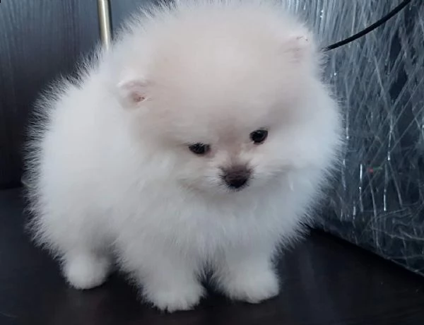 cuccioli di pomerania