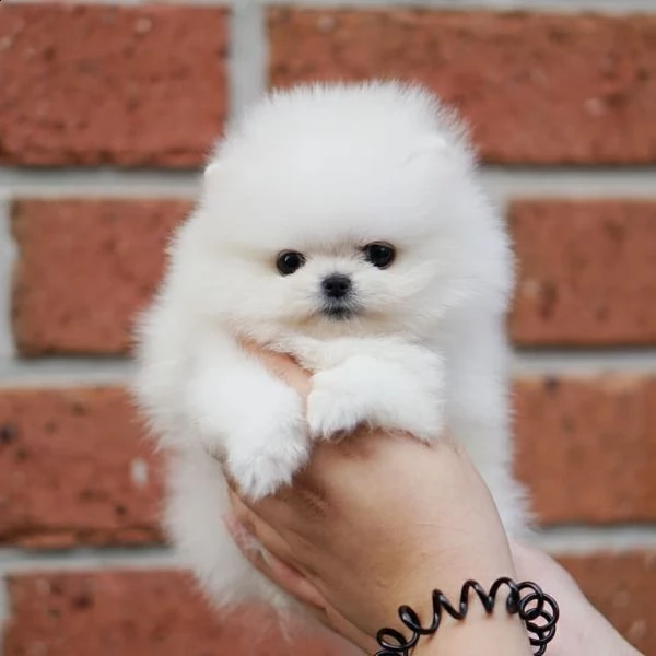 dolci cuccioli di spitz pomerania disponibili | Foto 0