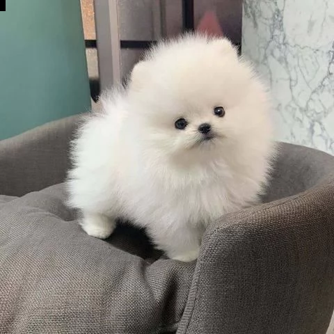 dolci cuccioli di spitz pomerania disponibili